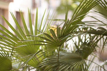 Obraz na płótnie Canvas green tropical leaves plants closeup