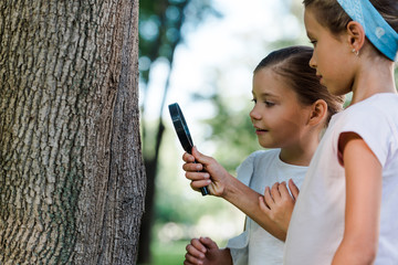 cute kids looking at three trunk through magnifier outside