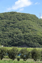 Persimmon field in Okayama,Japan