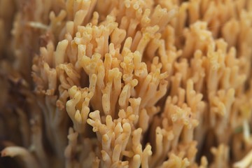 Edible yellow coral mushroom tastes like moss and rot, Ramaria flava, changle