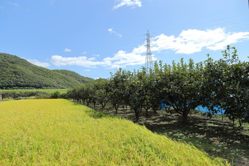 Persimmon field in Okayama,Japan