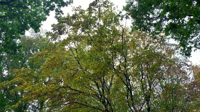 Leaves blow in the wind during a small storm. The sky is covered by clouds.