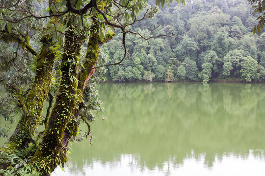 Tropical tree with green plants near lake. Travel, fairy tale concept. Close-up, copy space