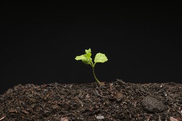 Still life of growing seedling
