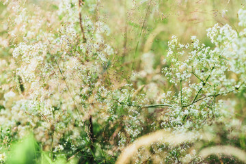 White wild flowers texture background