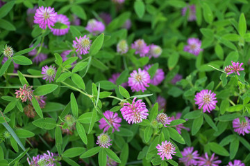 Red clover flowers