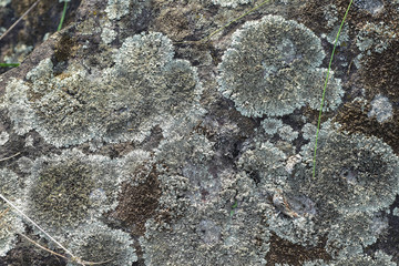 Gray moss on a big stone