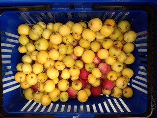 Yellow and pink small apples in large quantities in the basket