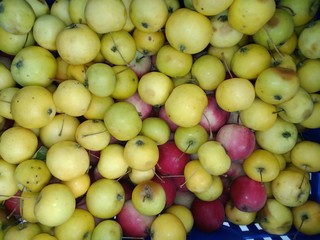 Yellow and pink small apples in large quantities in the basket