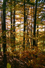 Herbstwald