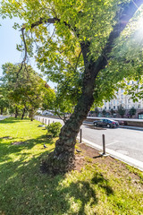 Cap - growth on a tree.City the Moscow