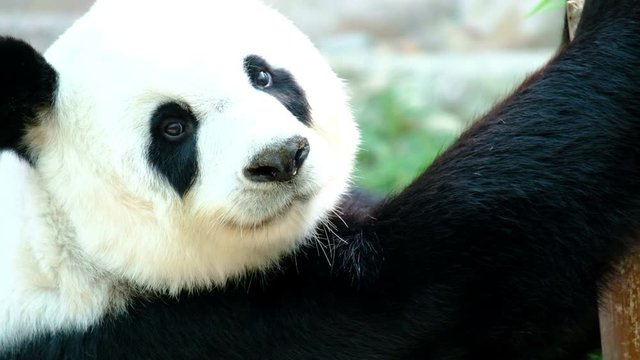 Giant panda bear playing and lying cute on bed, animal