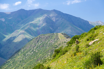 Naklejka na ściany i meble Mountains of Tian Shan range in Kyrgyzstan near Ala Archa National Park