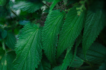 Fototapeta na wymiar botanical background of green leaves, macro