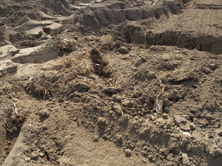 タイヤ痕のある畑風景