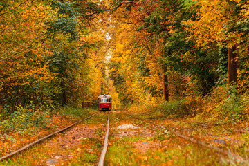 Autumn forest through which an old tram rides (Ukraine)