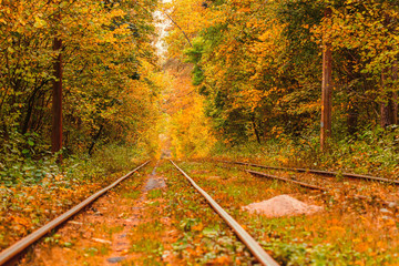 Autumn forest through which an old tram rides (Ukraine)