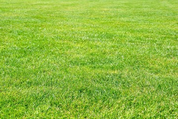 Bright green grass texture, background. Green park, backyard grass. Picture on the desktop, concept fot sport background (golf, football)