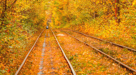 Autumn forest through which an old tram rides (Ukraine)
