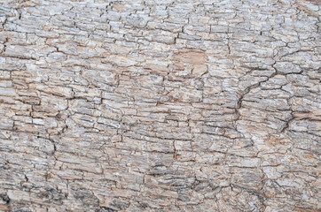 Relief texture of the brown bark of a tree. Horizontal photo of a tree bark texture. Relief creative texture of an old oak bark.
