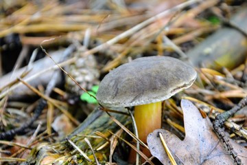 Xerocomus subtomentosus, commonly known as suede bolete, brown and yellow bolet, boring brown bolete or yellow-cracked bolete. Suede bolete mushroom in the forest
