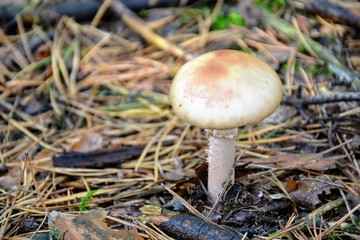 Mushroom from the genus Amanita, inedible and poisonous