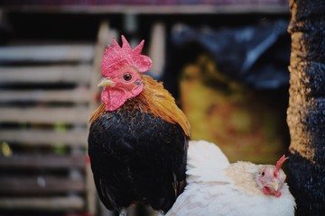 portrait of a rooster © Putt_1983