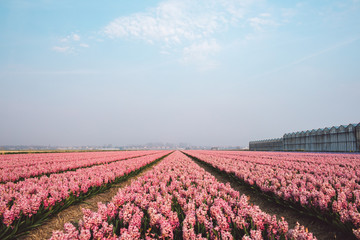 Spring in Netherlands