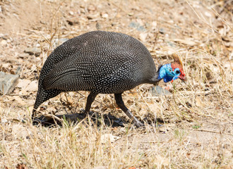 Helmeted Guineafowl