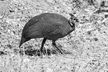 Helmeted Guineafowl
