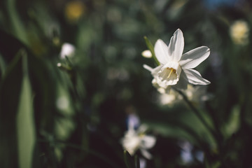 Spring in Netherlands