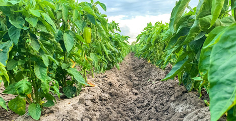 Rows of young pepper on a farm. Growing organic vegetables. Eco-friendly products. Agriculture land and farming. Agro business. Selective focus