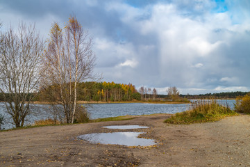 forest in autumn