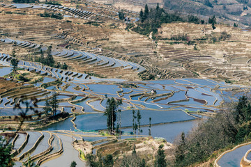 Obraz premium Terraced rice fields of YuanYang , China in the morning