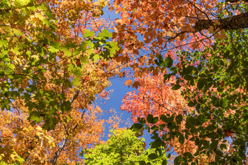 View in the colorful autumn trees. Indian Summer in Canada