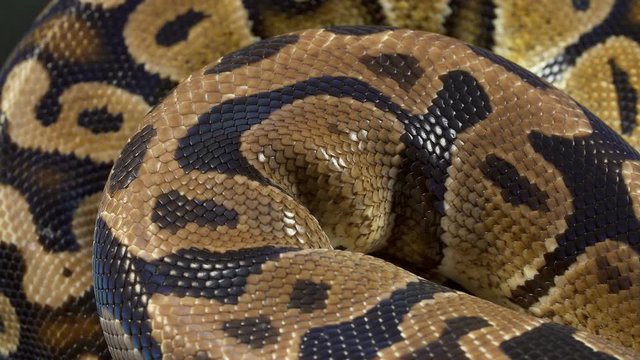 Video of royal ball python