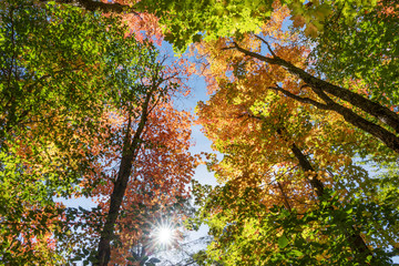 View in the colorful autumn trees. Indian Summer in Canada