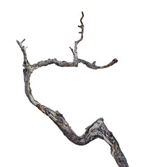 close up of dry branch