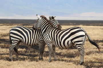 Fototapeta na wymiar Two zebras cuddling in the nature - Safari in Kenya