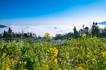 Terraced rice fields of YuanYang , China with sea of fog and cloud