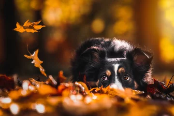 Australian Shepherd im Herbst © Patrick Altrogge