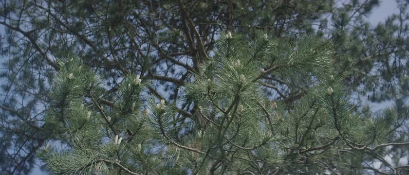 low angle shot of an evergreen rocking gently in the breeze on a clear summer morning - Ein Nadelbaum wiegt sanft in der Brise an einem klaren Sommermorgen
