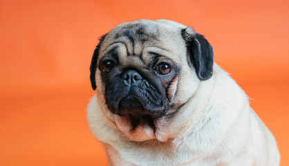 Cute dog breed pug posing on an orange background. A dog with sad eyes. Pug close-up