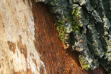 Embossed texture of the brown bark of a tree with green moss and lichen on it.