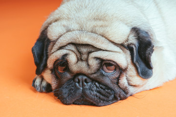 Cute dog breed pug posing on an orange background. A dog with sad eyes. Pug close-up