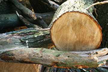 logs in the forest