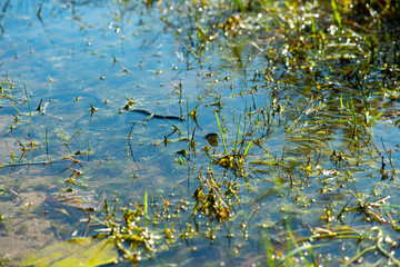 Grass snake, natrix natrix, swimming in a sunny lake.