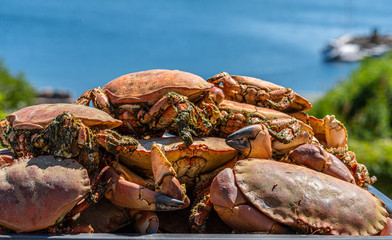 Cooked brown crabs on a tray ready to be eaten (Cancer pagurus).