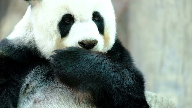 Giant panda bear playing and lying cute on bed, animal