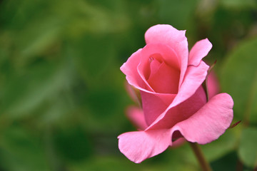 Flower of rose.